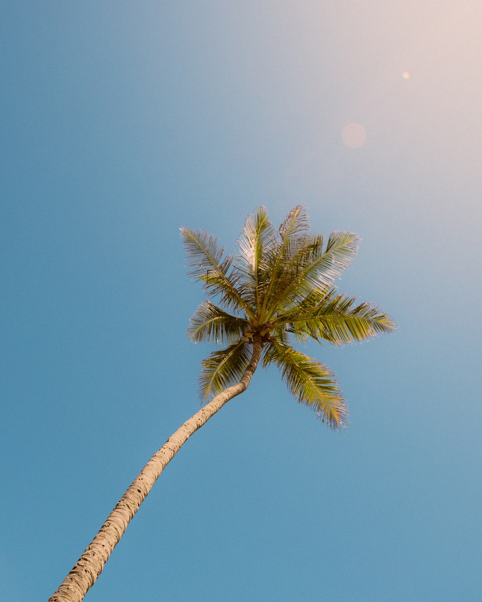Palm tree reaches for the bright, blue sky.